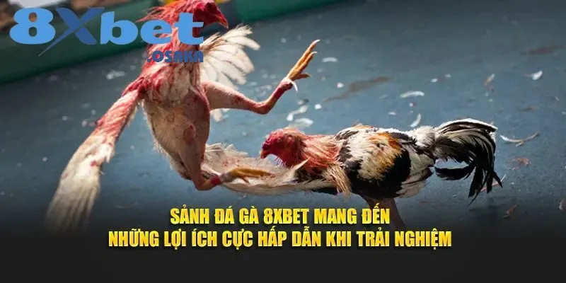 Đá Gà 8Xbet 3 Sảnh đá gà 8Xbet mang đến những lợi ích siêu hấp dẫn khi chơi