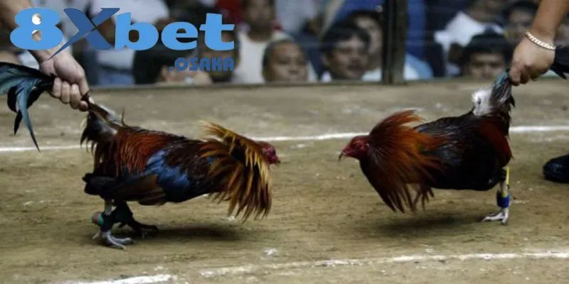 Đá Gà Cựa Dao 8Xbet – Kịch Tính Mỗi Trận, Hấp Dẫn Mỗi Giây 4 Đá Gà Cựa Dao quy tụ đa dạng giống gà chiến đặc biệt