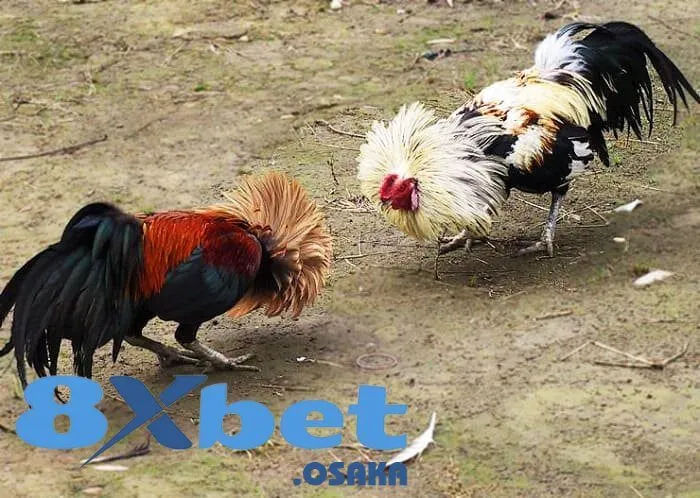 Cá Cược Đá Gà Tre Nóng Bỏng – Sôi Động Cùng Nhà Cái Số 1 3 Quy trình luyện tập và chăm nuôi gà tre Thomo đúng chuẩn