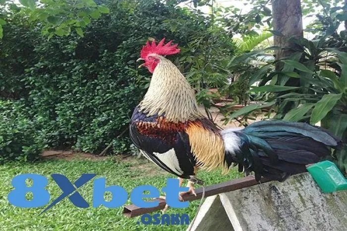 Cá Cược Đá Gà Tre Nóng Bỏng – Sôi Động Cùng Nhà Cái Số 1 4 Vai trò của Đá Gà Tre trong đời sống văn hóa và thu nhập kinh tế
