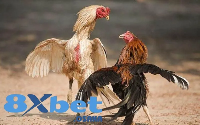 Gà Đá Hầu Kiềng – Tâm Điểm Giải Trí Mới Tại Nhà Cái 8Xbet 3 Những loại gà Hầu Kiềng thịnh hành nhất trên đấu trường đá gà