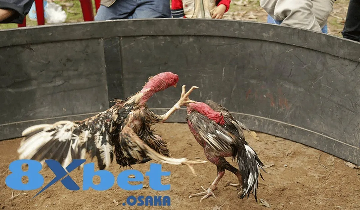 Gà Đá Hầu Kiềng – Tâm Điểm Giải Trí Mới Tại Nhà Cái 8Xbet 4 Kinh nghiệm chọn chiến kê Hầu Kiềng chuẩn chỉnh